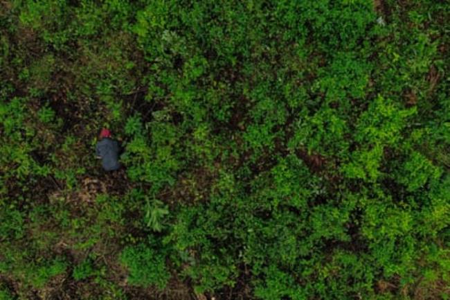 An aerial shot of a man so surrounded by coca plants he is barely visible.